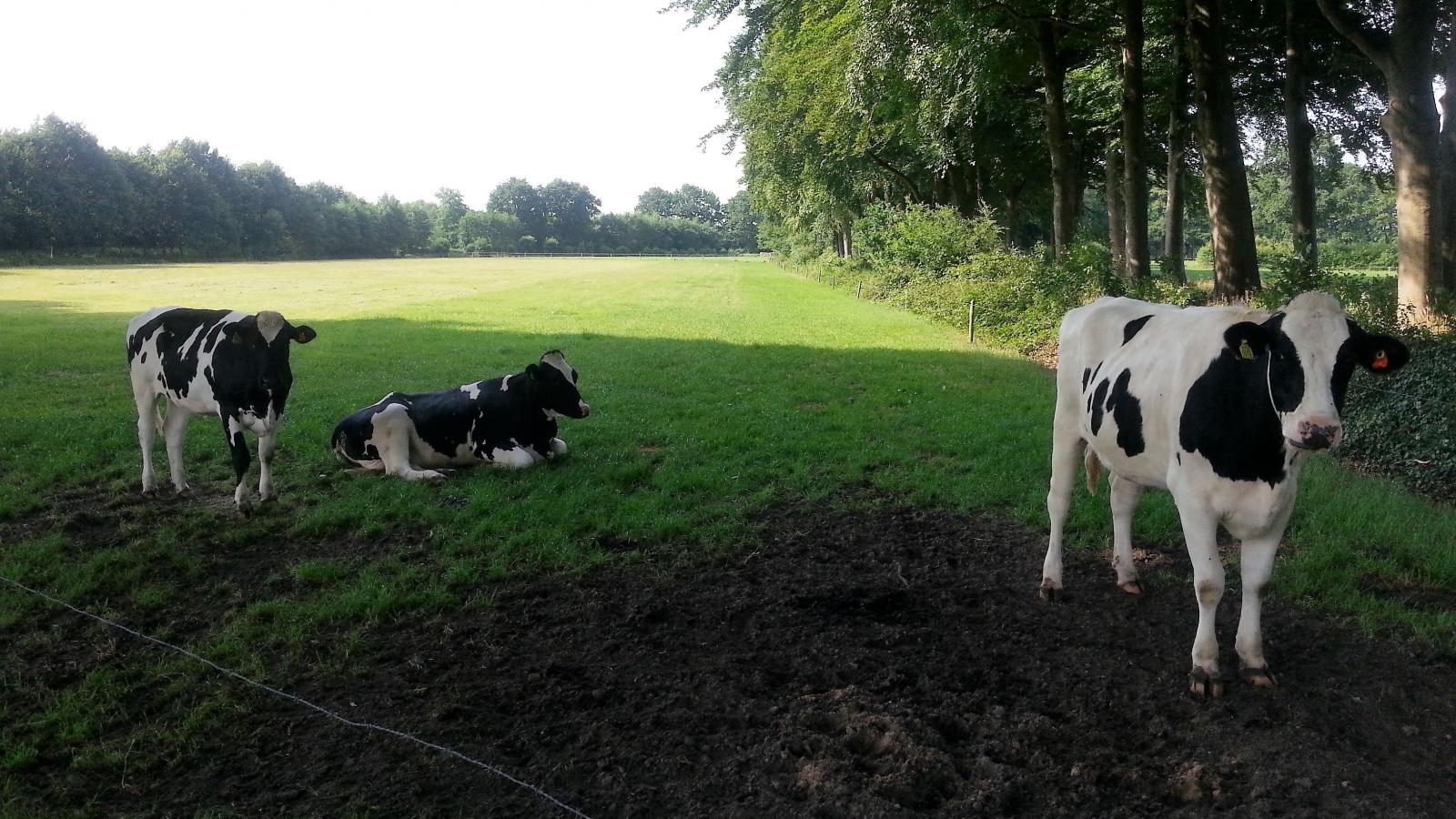 Cows den Treek