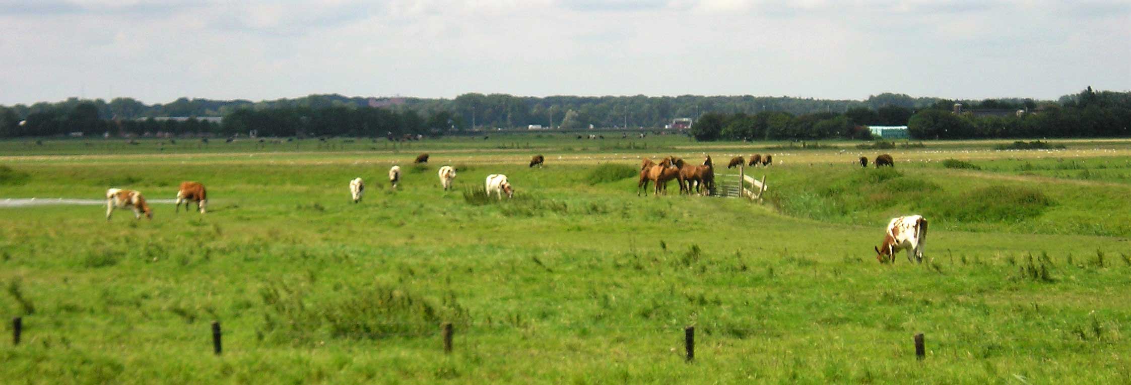 Weiden paarden en koeien langs de Eem