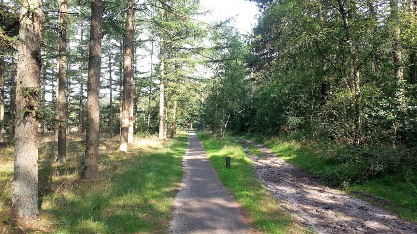 Cycle path through woods near Maarsbergen