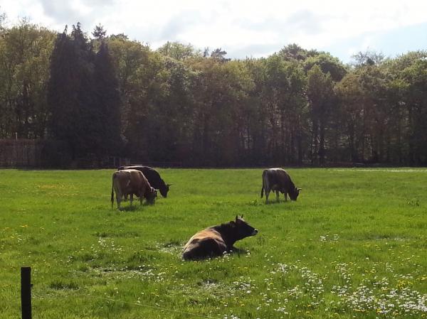 Jersey Cattle, Eyckenstein Farm