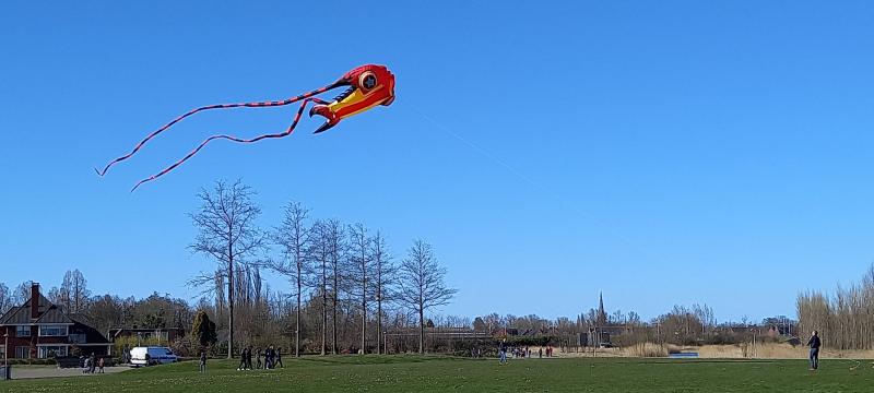 Kite in Maxima Park