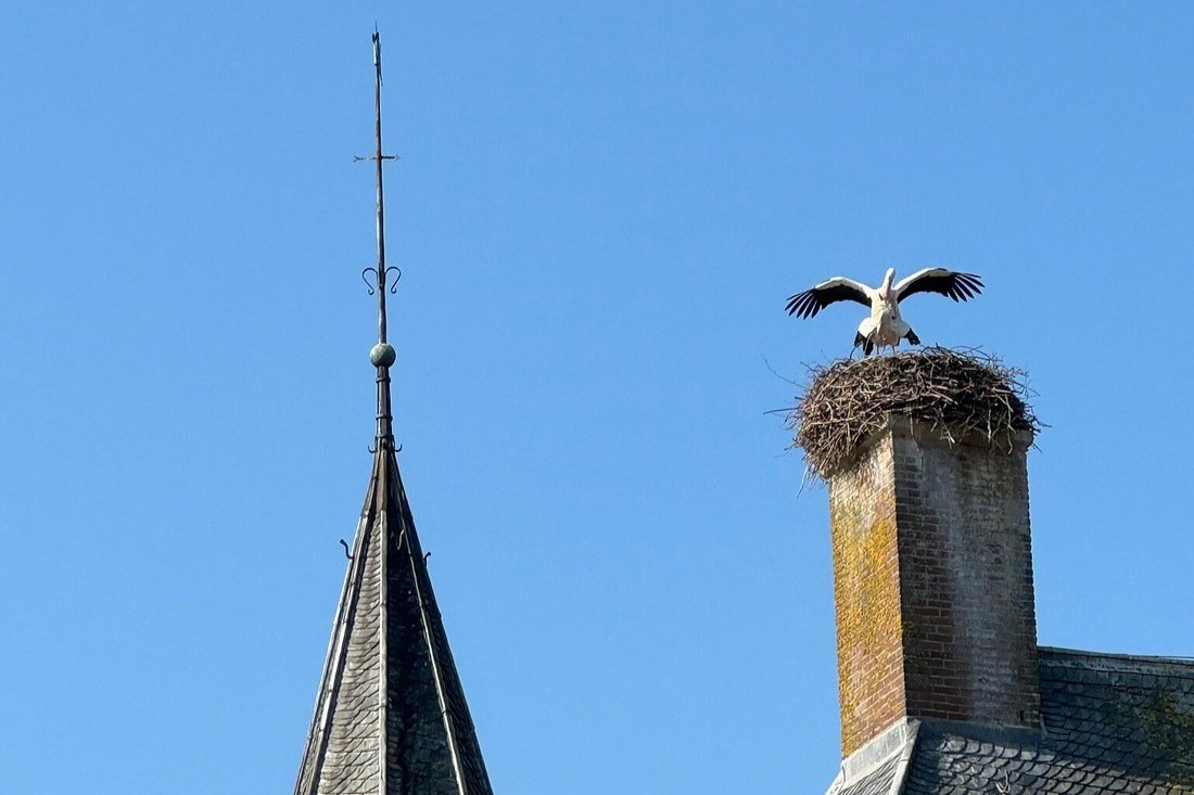 Storks on Zuilen Castle