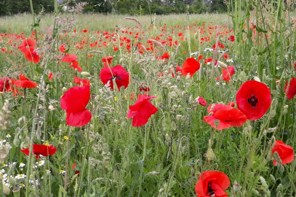 Poppies Máxima Park